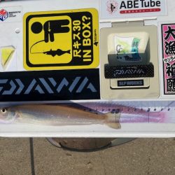 やっと糸島にもキスが近付いてきました