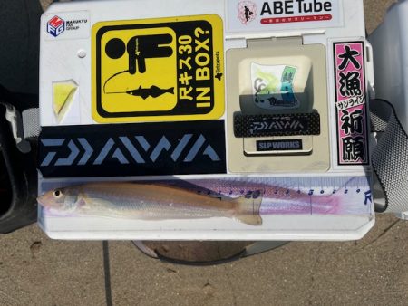 やっと糸島にもキスが近付いてきました