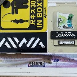 まだキスの接岸には早かったようです