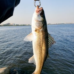 今季初シーバス