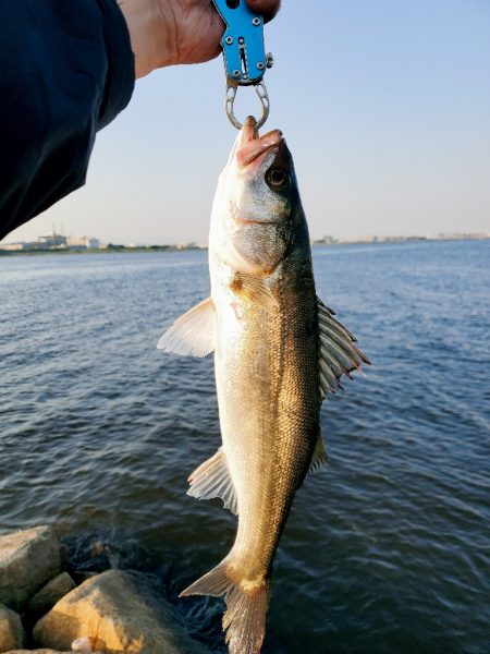 今季初シーバス