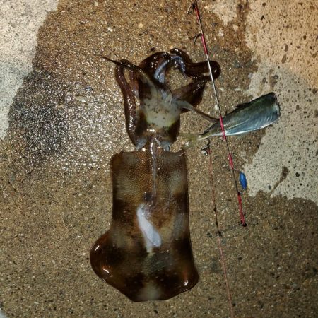 春アオリイカ狙い