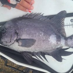 和歌山市江(吉丸渡船)でグレ釣り