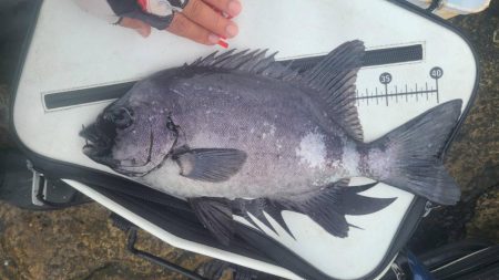 和歌山市江(吉丸渡船)でグレ釣り