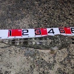 マゴチ自己新記録