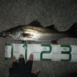 今年初シーバス