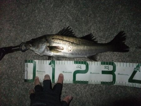 今年初シーバス