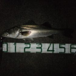 サイズアップ！