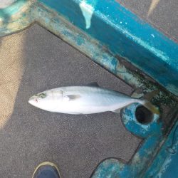 初ハマチキャスティング