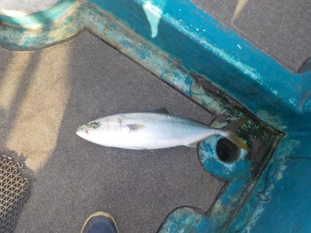 初ハマチキャスティング