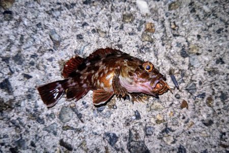 ロックフィッシュ釣行