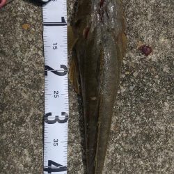 釣り物&場所移動