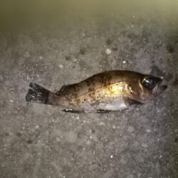 中紀から和歌山北ランガン