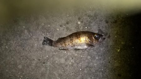 中紀から和歌山北ランガン