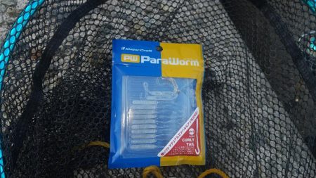 釣れる時に釣っときましょ〜!