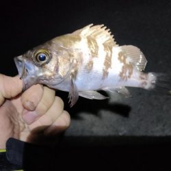 あたりぼちぼち