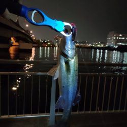 久しぶりの会社帰り釣行でゲット！