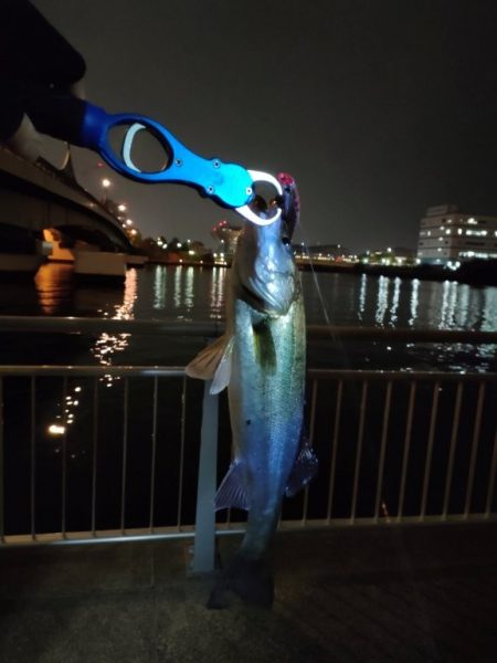 久しぶりの会社帰り釣行でゲット！