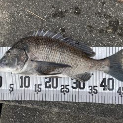 イチノ兄弟、釣果！