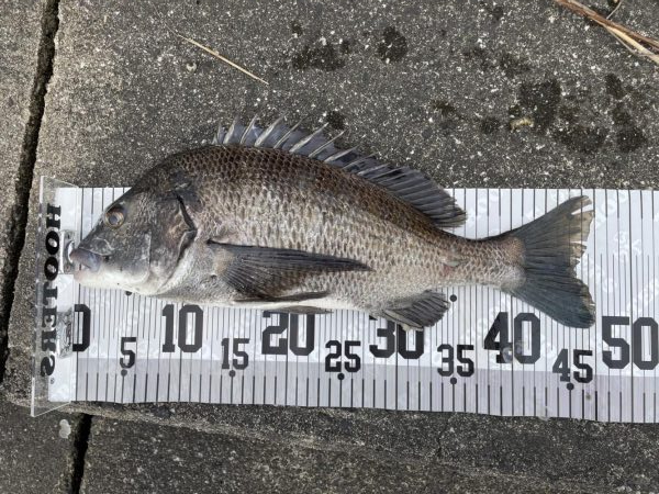 イチノ兄弟、釣果！