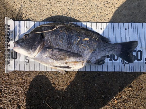 イチノ兄弟、釣果！