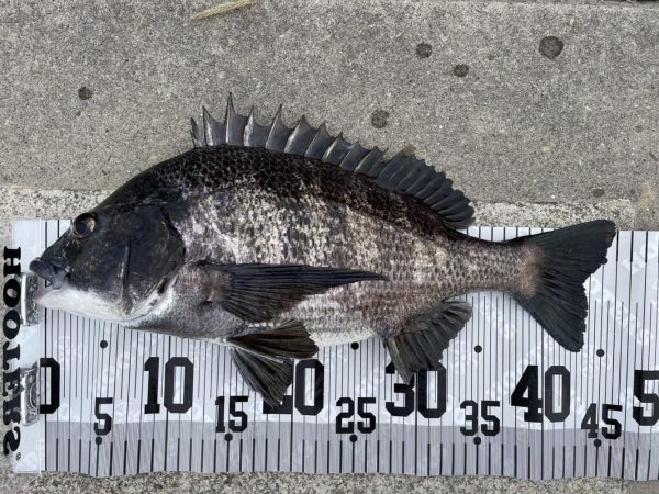 イチノ兄弟、釣果!