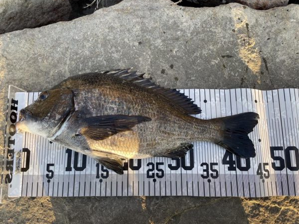 イチノ兄弟、釣果！