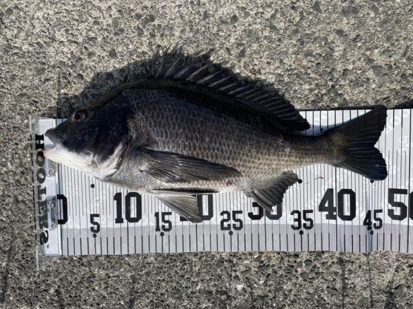 イチノ兄弟、釣果！