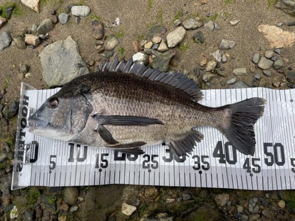 イチノ兄弟、釣果!