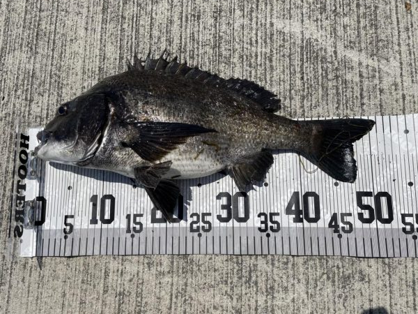 イチノ兄弟、釣果！