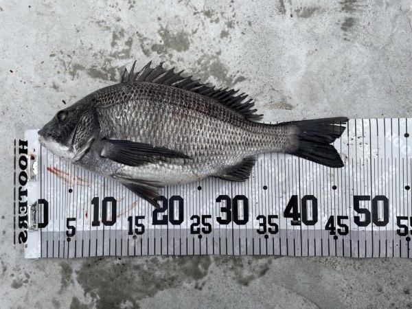 イチノ兄弟、釣果！