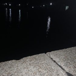 今年の初アジフライ