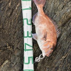 サゴシが食べたい