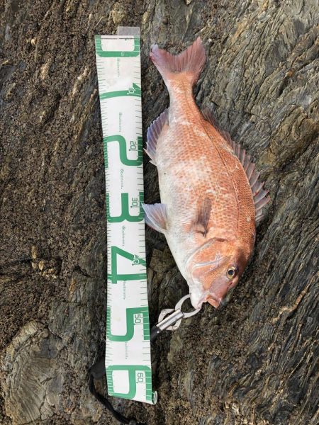 サゴシが食べたい