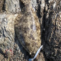 サゴシ食べたい