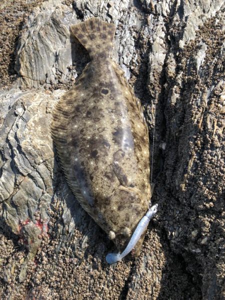 サゴシ食べたい