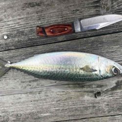 たかたかの釣り日記