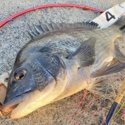 桜の乗っ込みチヌ!