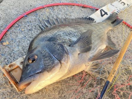 桜の乗っ込みチヌ!