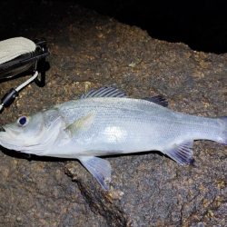 まだまだ渋い。