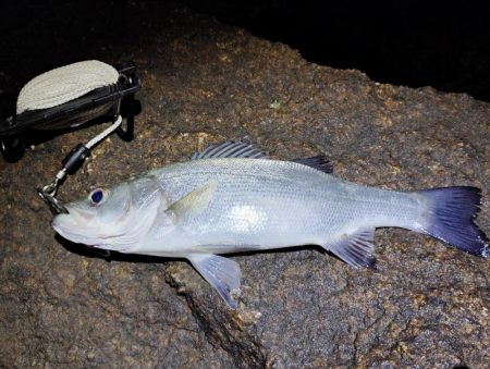 まだまだ渋い。