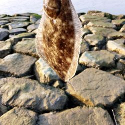 今月も釣れるとは…