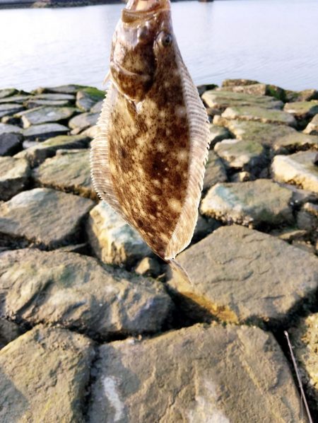 今月も釣れるとは…