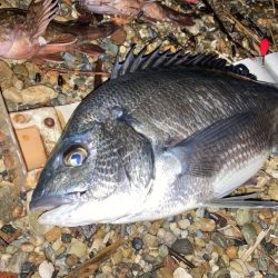 2週連続チヌゲット！