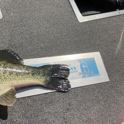 GW初日北山田55〜40cm 4発