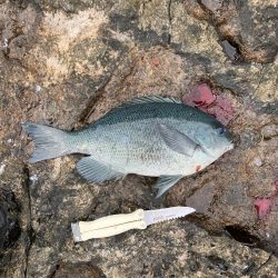 芝渡船さんで沖磯