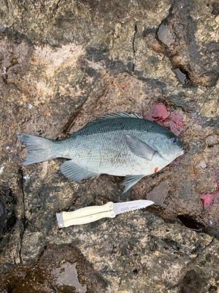 芝渡船さんで沖磯