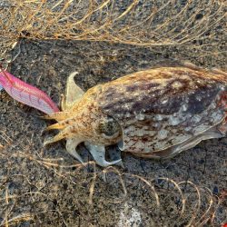 コウイカコウイカ