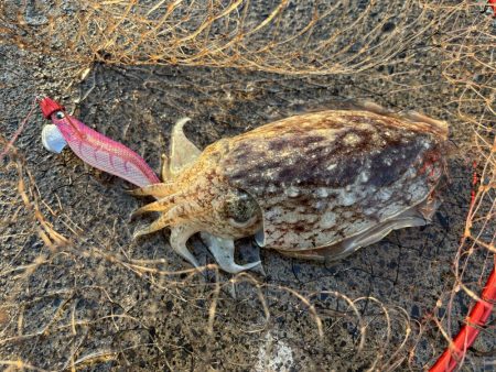 コウイカコウイカ