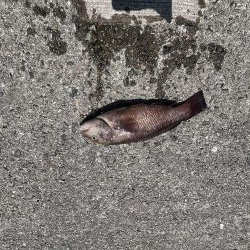 アジュール解禁！外道発進